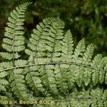 Dryopteris aemula Blad