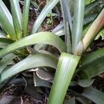 Aechmea distichantha Leaf