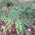 Robinia viscosa Blatt