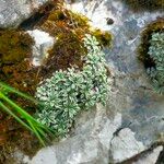 Saxifraga crustata 叶