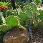 Opuntia strigil Habit