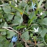 Galanthus nivalisFlower