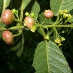 Siparuna thecaphora Fruit