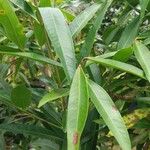 Annona reticulata Leaf