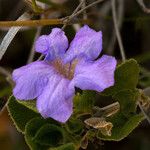 Ruellia parryi Flower