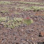 Melocactus intortus موطن