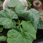 Cucurbita moschata 葉