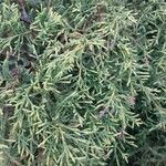 Juniperus horizontalis ഇല