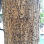 Sophora japonica Bark