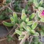 Drosanthemum hispidum List