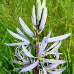 Camassia cusickii Flower