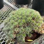 Deuterocohnia brevifolia Leaf