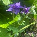 Aquilegia alpina Habitat