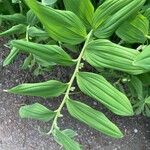 Polygonatum × hybridum Fuelha