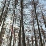 Larix kaempferi Staniste