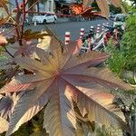 Ricinus communisLeaf