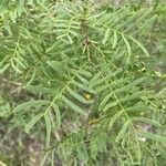 Prosopis glandulosa Yaprak