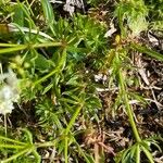 Galium anisophyllon Листок