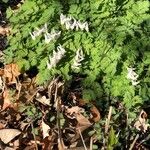 Dicentra cucullaria Лист