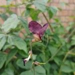 Macroptilium atropurpureum Flower