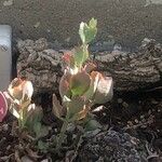 Kalanchoe laxiflora Leaf