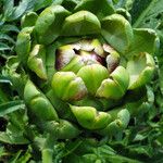 Cynara cardunculus Virág