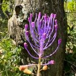 Leopoldia comosa Žiedas