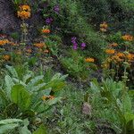 Primula bulleyana ফুল