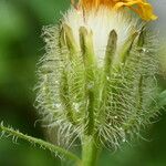 Crepis pyrenaica Flower