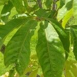 Aesculus indica Leaf
