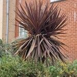 Cordyline australis Hábitos