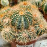 Parodia magnifica Агульны выгляд