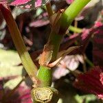 Begonia brevirimosa Bark