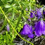 Campanula serrata Foglia