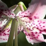 Lilium kelloggii Flower