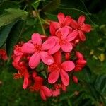 Jatropha integerrima Flower
