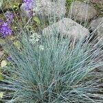 Festuca cinerea Leaf