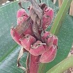 Musa velutina Fruto