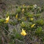 Thiollierea pachyphylla Yeri