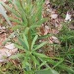 Galium verrucosum Blad