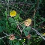 Trifolium campestre പുഷ്പം