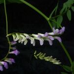 Vicia bakeri