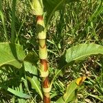Persicaria senegalensis Bark