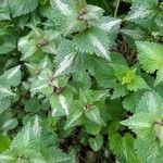 Lamium maculatumBlad