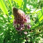 Orobanche crenata Flower