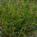 Carex bohemica Plante entière