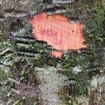 Pradosia ptychandra Bark