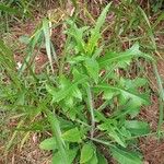 Lactuca canadensis 葉