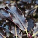 Pittosporum tenuifolium List