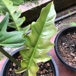 Philodendron bipennifolium Feuille